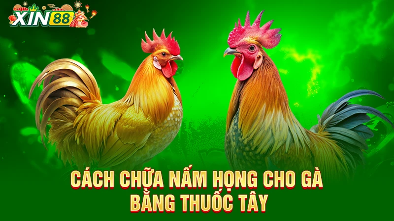 Gợi ý cách chữa gà bị nấm họng bằng thuốc tây