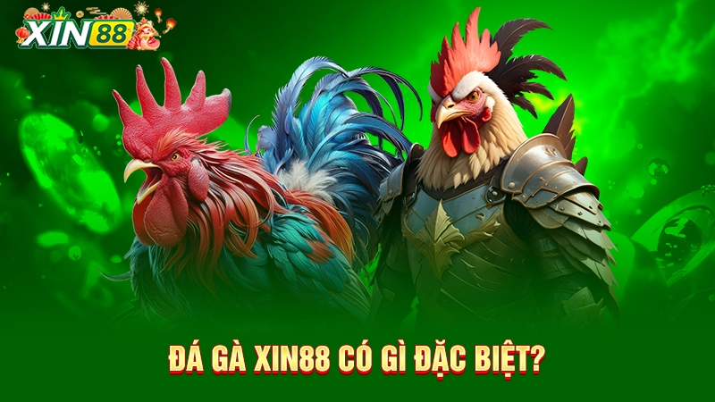 Đá gà Xin88 có gì đặc biệt? 