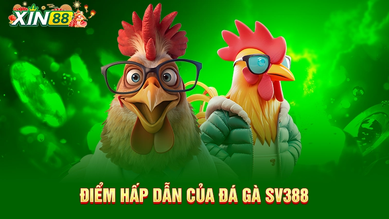Điểm hút khách của đá gà SV388
