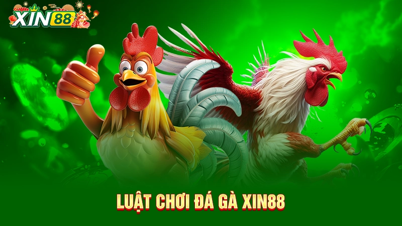 Luật chơi đá gà trực tiếp Xin88 