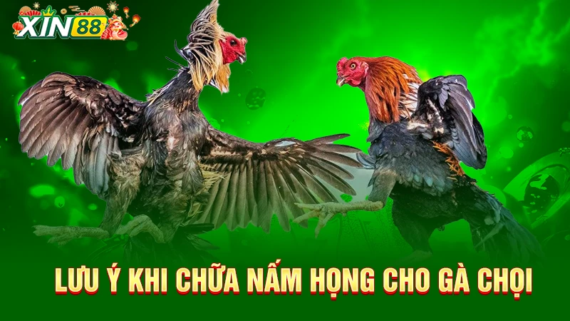 Lưu ý khi chữa nấm họng gà chọi
