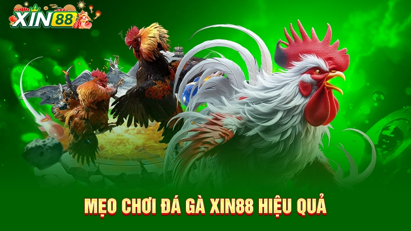 Mẹo chơi đá gà Xin88 hiệu quả