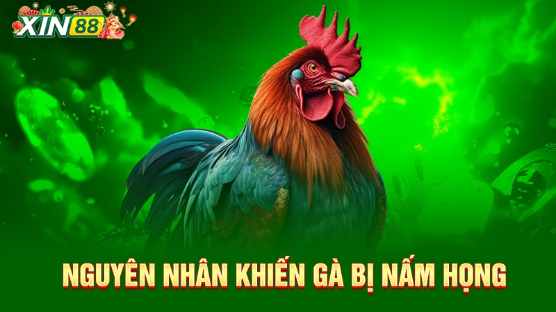 Nguyên nhân khiến gà chọi bị nấm họng