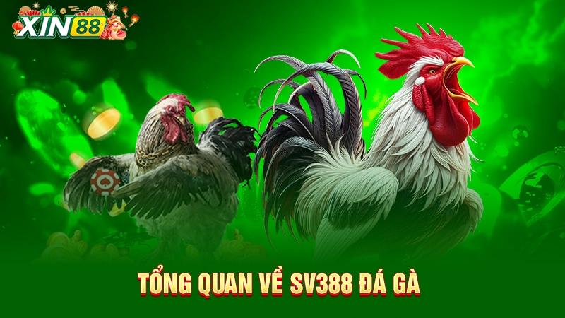 Tổng quan về đá gà SV388
