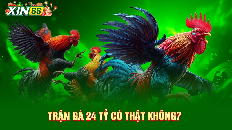 Trận gà 24 tỷ có thật không?